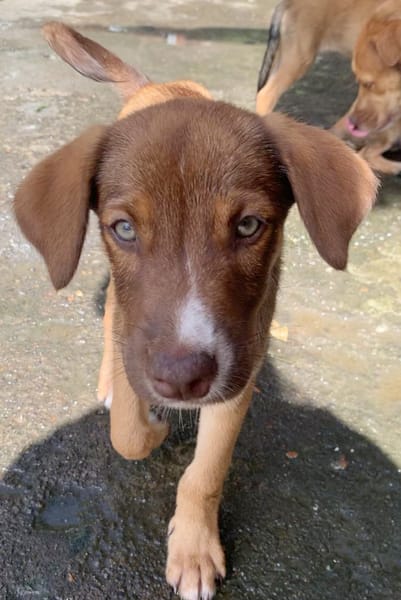 POPPY, chiot Berger Créole mâle