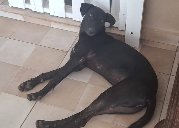 USLA, Femelle junior Berger Créole