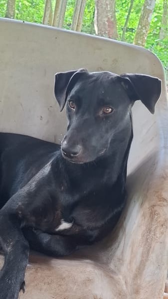 USLA, Femelle junior Berger Créole