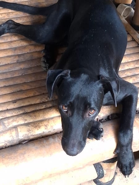 USLA, Femelle junior Berger Créole