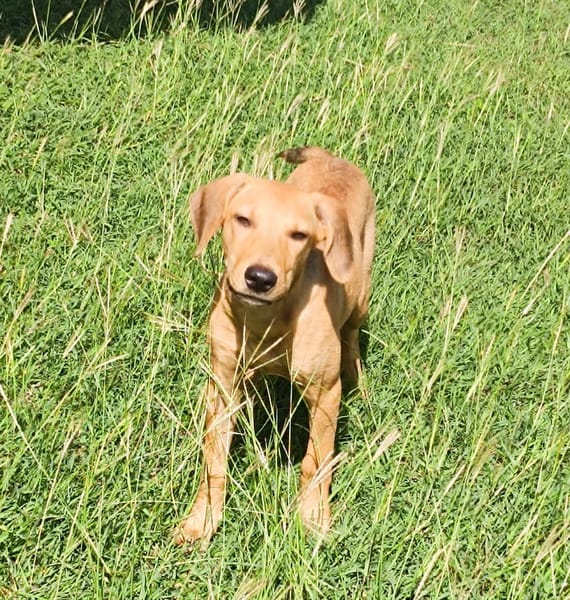 COOKIE, chiot femelle Berger Créole