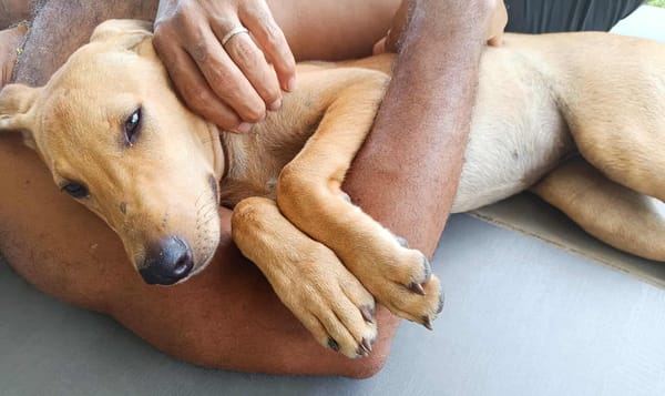 COOKIE, chiot femelle Berger Créole