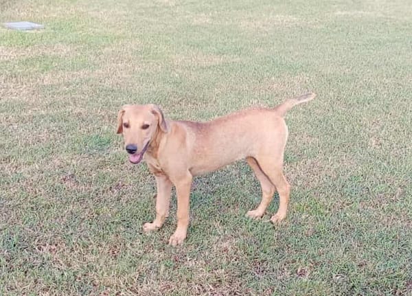 COOKIE, chiot femelle Berger Créole