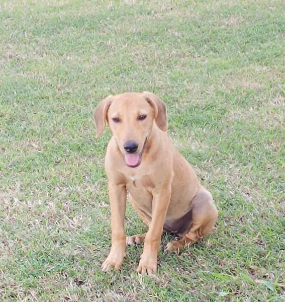 COOKIE, chiot femelle Berger Créole