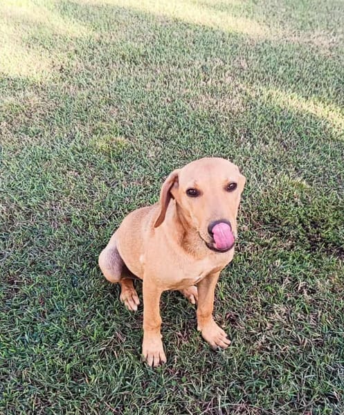 COOKIE, chiot femelle Berger Créole