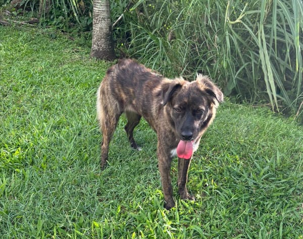 KIRA, Femelle junior Berger Créole