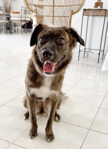 KIRA, Femelle junior Berger Créole