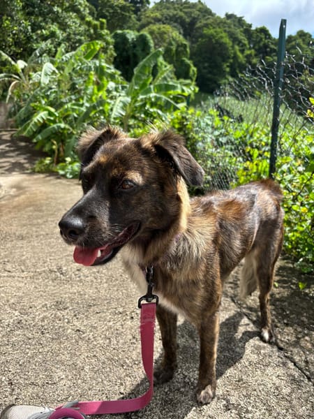 KIRA, Femelle junior Berger Créole