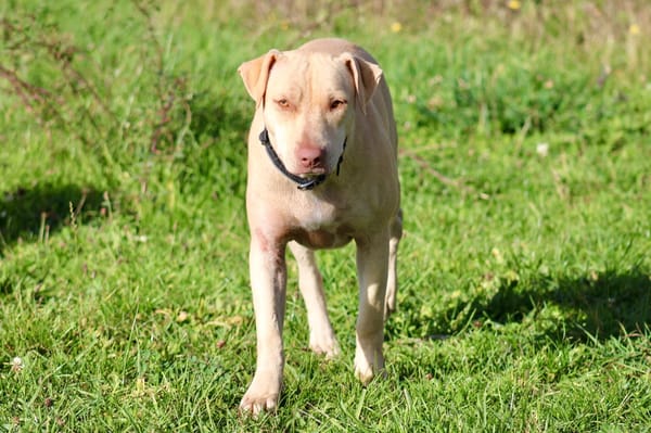 PHOENIX Croisée Labrador Femelle junior