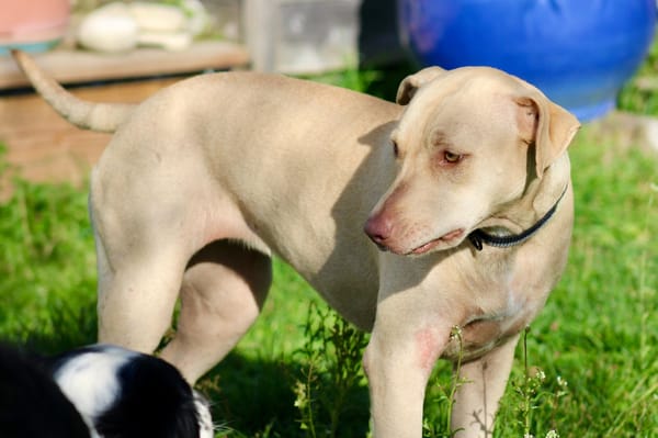PHOENIX Croisée Labrador Femelle junior