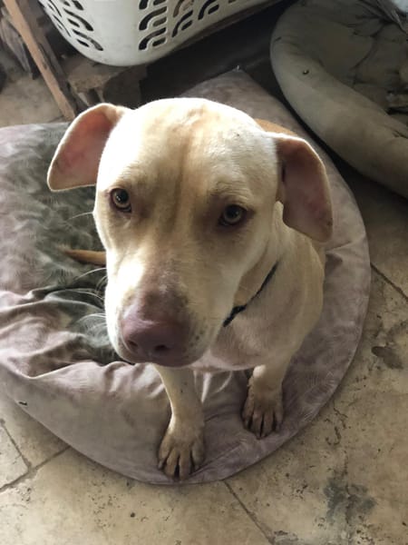 PHOENIX Croisée Labrador Femelle junior