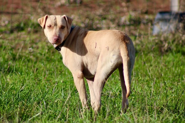PHOENIX Croisée Labrador Femelle junior