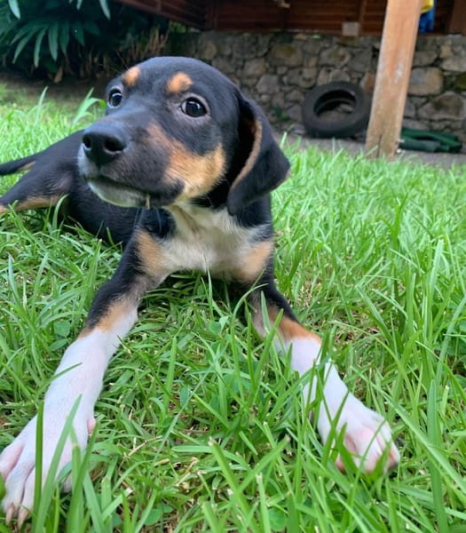 SOCKS, chiot femelle Berger Créole