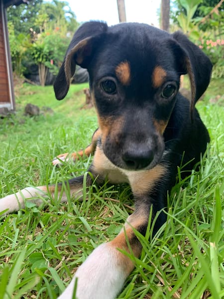 SOCKS, chiot femelle Berger Créole