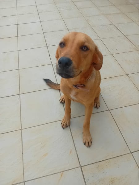 🐾 À L’ADOPTION – SIENNA, la douceur à l’état pur 🐾