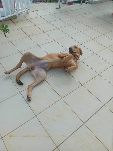 🐾 À L’ADOPTION – SIENNA, la douceur à l’état pur 🐾