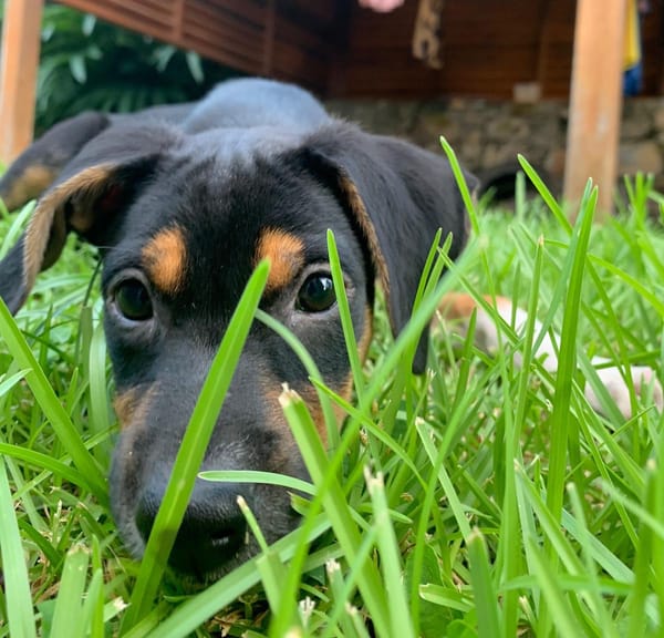 SOCKS, chiot femelle Berger Créole