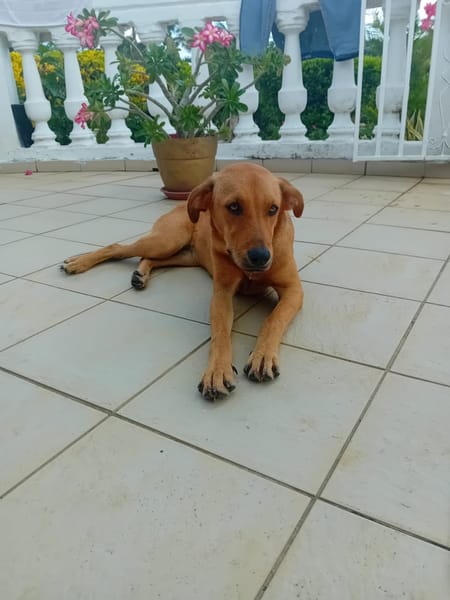 🐾 À L’ADOPTION – SIENNA, la douceur à l’état pur 🐾