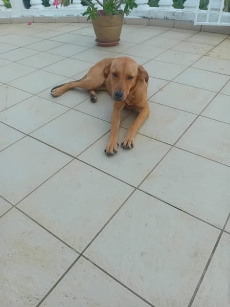 🐾 À L’ADOPTION – SIENNA, la douceur à l’état pur 🐾