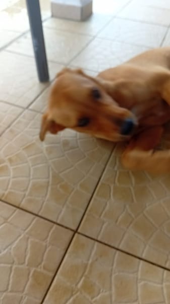 🐾 À L’ADOPTION – SIENNA, la douceur à l’état pur 🐾