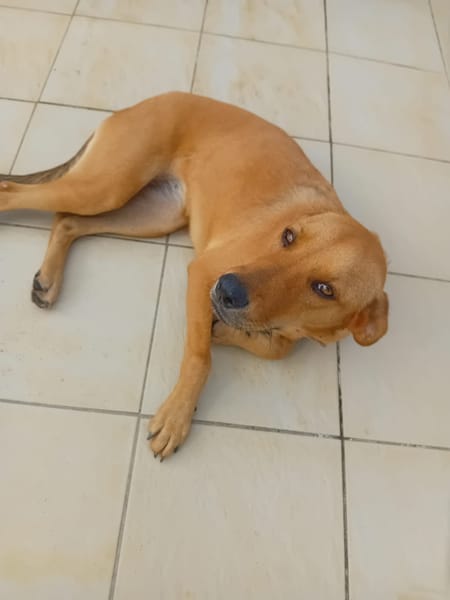 🐾 À L’ADOPTION – SIENNA, la douceur à l’état pur 🐾