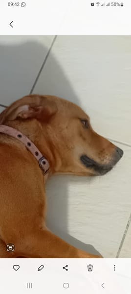 🐾 À L’ADOPTION – SIENNA, la douceur à l’état pur 🐾