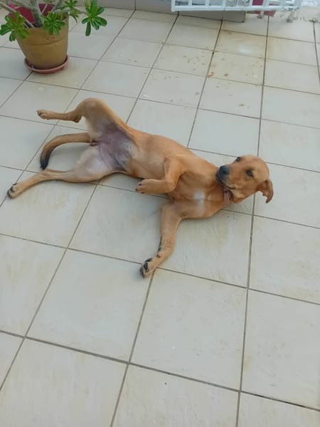 🐾 À L’ADOPTION – SIENNA, la douceur à l’état pur 🐾