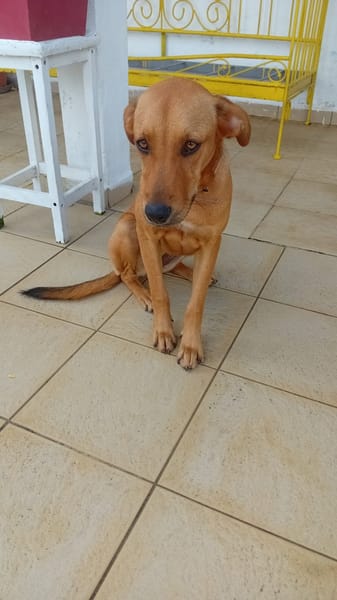 🐾 À L’ADOPTION – SIENNA, la douceur à l’état pur 🐾