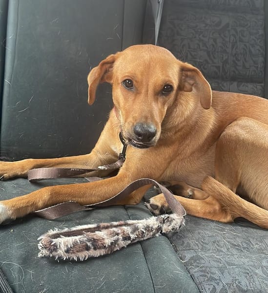 CHOUPY, Mâle berger créole junior