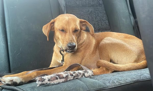 CHOUPY, Mâle berger créole junior