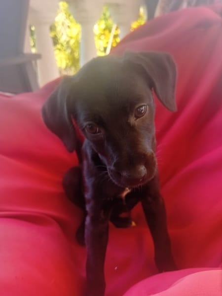 🐾 À L’ADOPTION – AKYRA, une choupette pleine de vie et de câlins ! 🐾