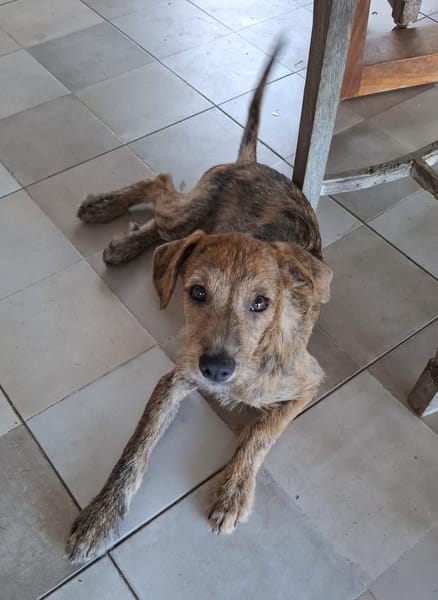 TEQUILA, chiot femelle croisée