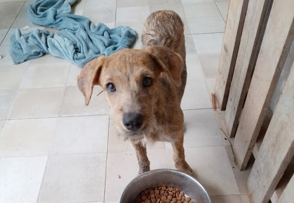 TEQUILA, chiot femelle croisée