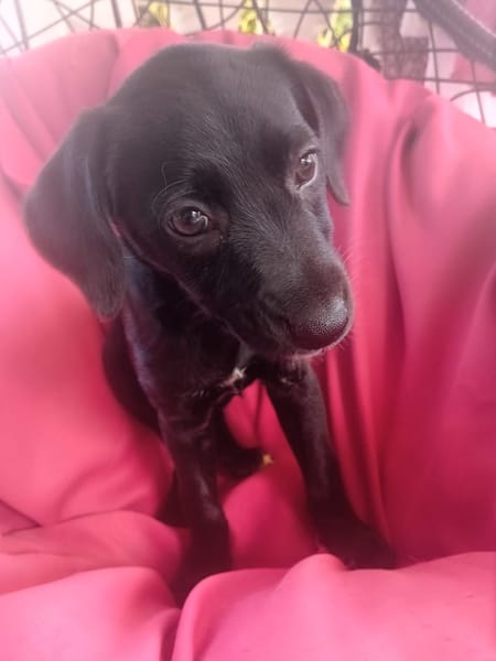 🐾 À L’ADOPTION – AKYRA, une choupette pleine de vie et de câlins ! 🐾