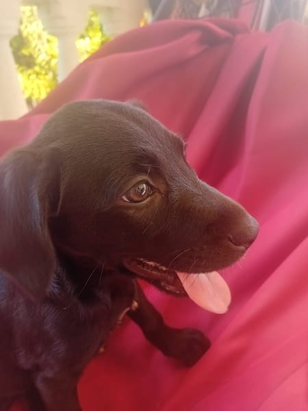 🐾 À L’ADOPTION – AKYRA, une choupette pleine de vie et de câlins ! 🐾