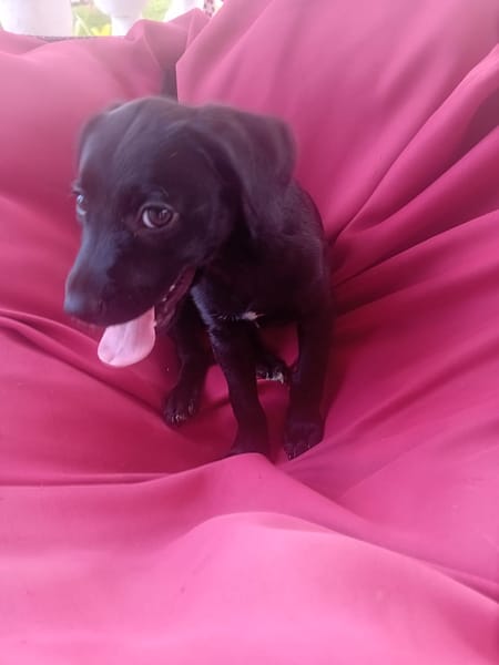 🐾 À L’ADOPTION – AKYRA, une choupette pleine de vie et de câlins ! 🐾