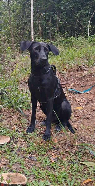 🐾 À L’ADOPTION – TESSY, la maman au grand cœur et à la beauté éclatante ! 🐾