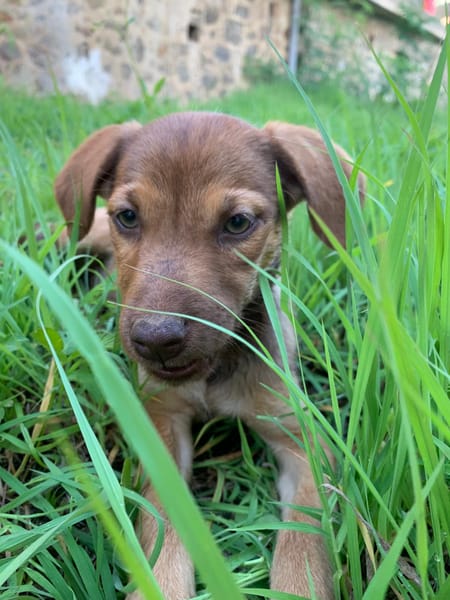 WILLIE, chiot Berger Créole femelle