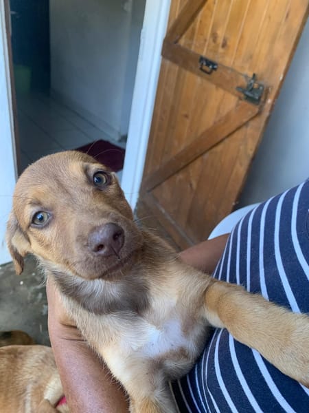 WILLIE, chiot Berger Créole femelle