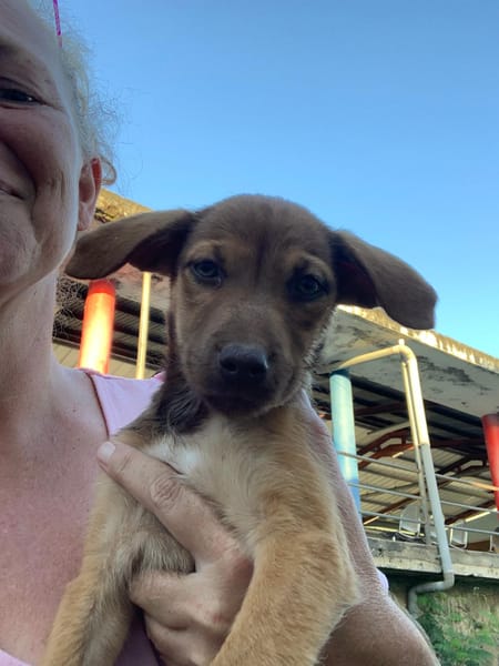 WILLIE, chiot Berger Créole femelle