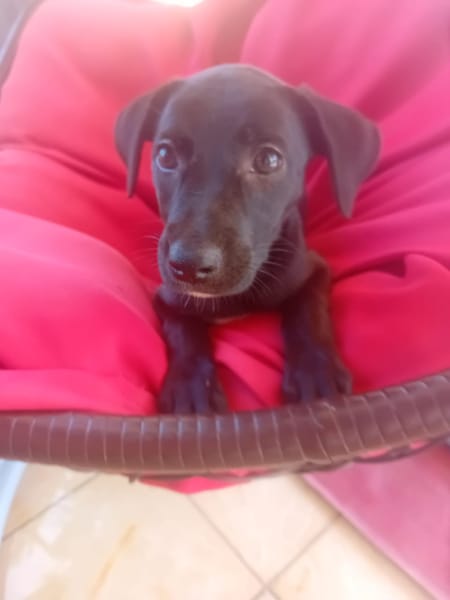 🐾 À L’ADOPTION – AYA, petite choupette au cœur tendre 🐾