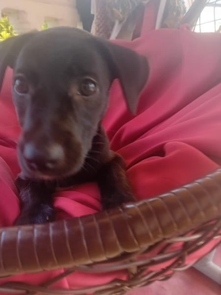 🐾 À L’ADOPTION – AYA, petite choupette au cœur tendre 🐾