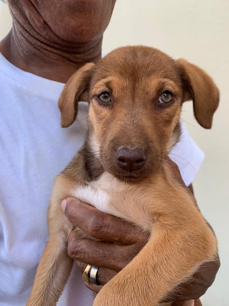 WILLIE, chiot Berger Créole femelle