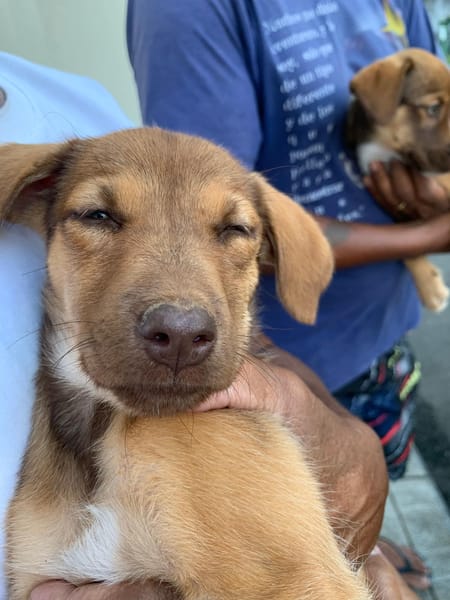 WILLIE, chiot Berger Créole femelle