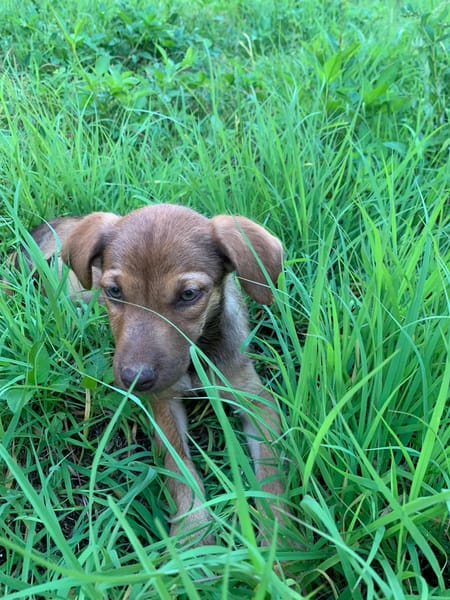 WILLIE, chiot Berger Créole femelle