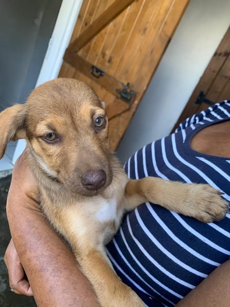 WILLIE, chiot Berger Créole femelle