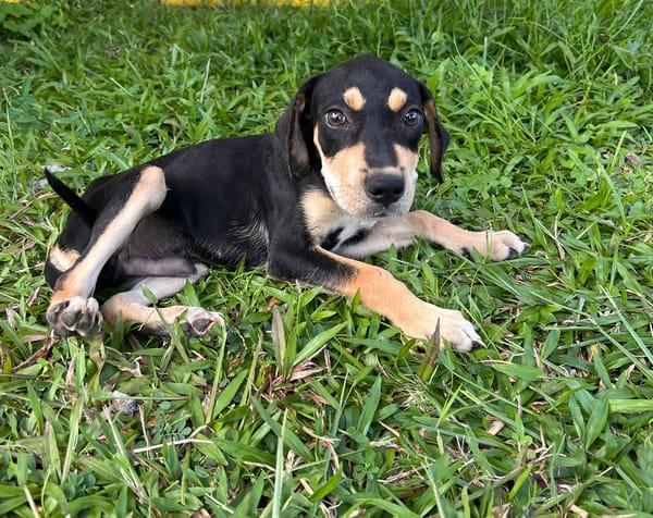 🐾 À L’ADOPTION – BAYO, un petit coquin au cœur fondant ! 🐾