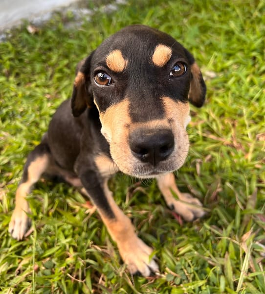 🐾 À L’ADOPTION – BAYO, un petit coquin au cœur fondant ! 🐾