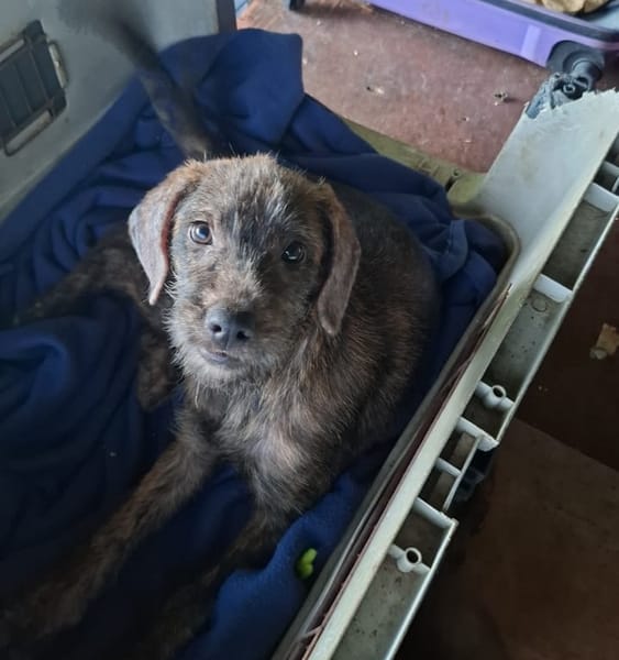 DAIKIRI, chiot femelle croisée