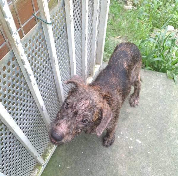 DAIKIRI, chiot femelle croisée